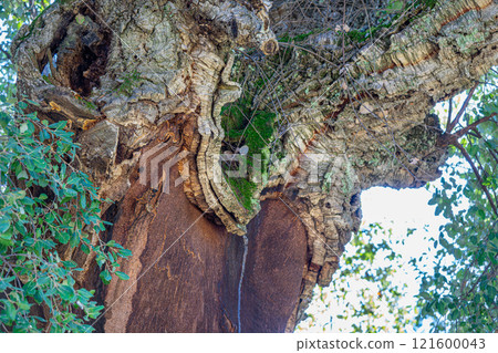 Moss-Covered Cork Oak in Sierra de Aracena, Spain. 121600043