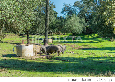 Iberian Pigs Grazing in Sierra de Aracena, Spain. 121600045