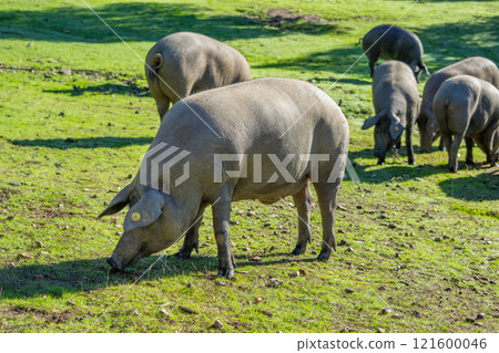 Iberian Pigs Grazing in Sierra de Aracena, Spain. 121600046