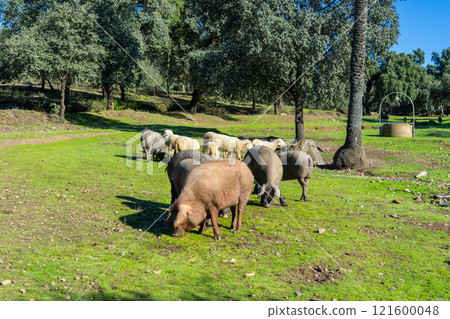 Iberian Pigs Grazing in Sierra de Aracena, Spain. 121600048