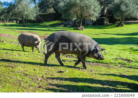 Iberian Pigs Grazing in Sierra de Aracena, Spain. 121600049