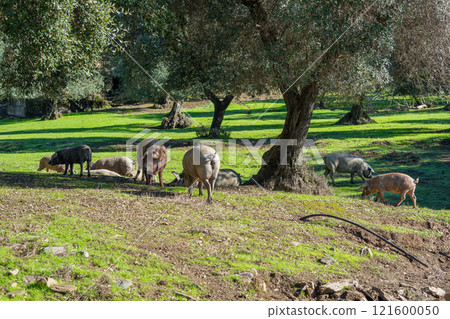 Iberian Pigs Grazing in Sierra de Aracena, Spain. 121600050