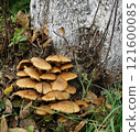 On an old tree covered bright yellow false honey mushrooms (lat.Hypholoma) grow. summer in the garden 121600085
