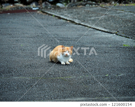 Cautical cat 121600154