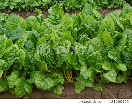 Swiss Chard Cultivation 121600155