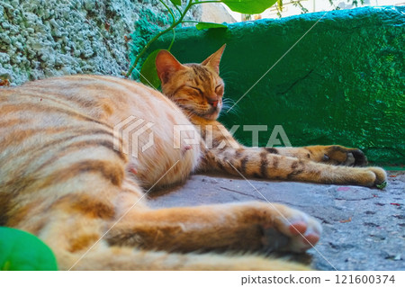 Bright gray-gold cat rests lying on blue sidewalk with its eyes closed, knowing that at this time of day you can easily relax in this place full height. Relaxing of stray animals in urban environment 121600374