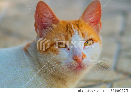 Brown and white cat turned its head and calmy looks directly at the camera. Concept of balance of the mind in every moment in the time 121600375