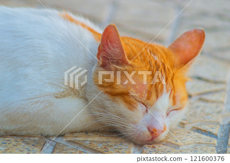 A white-haired cat sleeps carelessly and without fear, lying on the pavement tiles. The concept of spiritual harmony in any place and time, comprehension of Zen 121600376