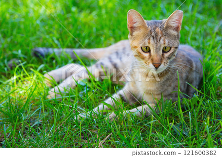 Cute cat plays on the green lawn from time to time, lying down and standing, looking around and running. Carefree life of pets with good care of their owners Cute cat plays on the green lawn from time to time, lying down and standing, looking around and running. Carefree life of pets with good care of their owners 121600382
