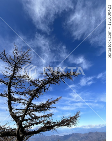 Trees and sky Trees and sky 121600423