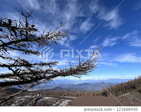 Trees and sky Trees and sky 121600430