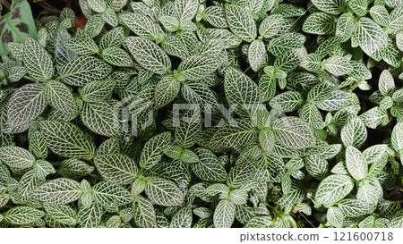 Patterned green leaves in close-up Patterned green leaves in close-up 121600718