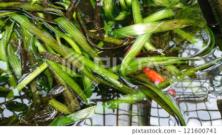 Vibrant aquatic greenery with red fish. 121600741