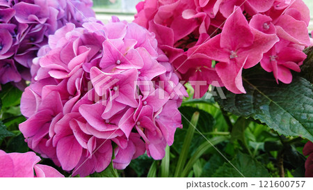 Bright pink and purple hydrangeas in summer garden 121600757