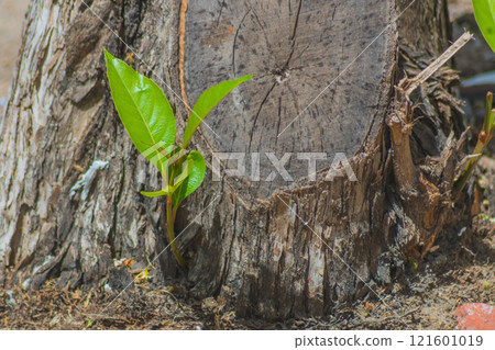 Concept of new life, generation. A green young shoot has grown from a cut tree trunk, respawning after lethal damage, rebirth 121601019