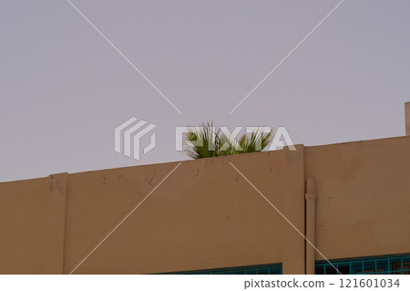 A palm bush grows on the roof of a high-rise building against a cloudy sky, the edge of the wall with an upward slope to the right, as a symbol of growth in the future 121601034
