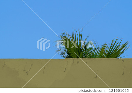 A palm tree grows on the roof of a house behind a small wall, against the background of a blue clear sky. Blank for labels with copy space 121601035