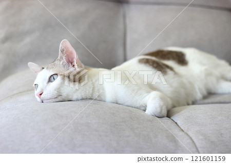 The cat lay on the light brown sofa The cat lay on the light brown sofa 121601159