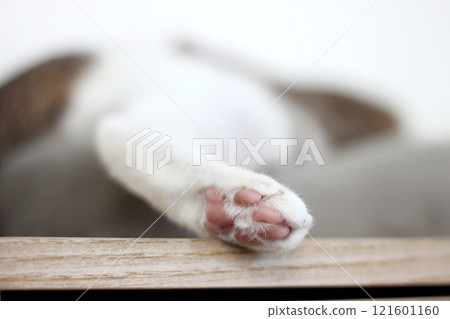 Footpad of hind legs of the cat laying on the table Footpad of hind legs of the cat laying on the table 121601160