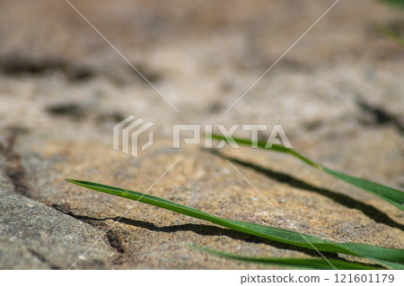 Grass leaves grew above the surface of the pavement of natural stone close-up. The contrast of the two elements, silicon life and carbon life forms coexist with each other Grass leaves grew above the surface of the pavement of natural stone close-up. The contrast of the two elements, silicon life and carbon life forms coexist with each other 121601179