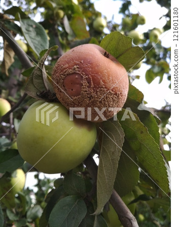 Damage to green apple fruits due to infection and spread of one of the mold fungi species as fruit scab 121601180