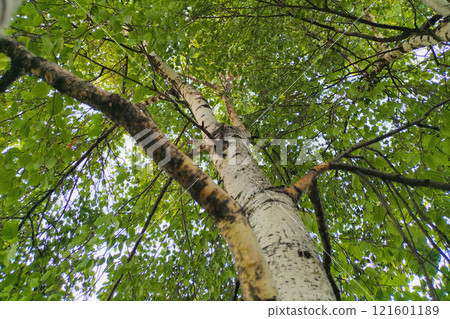 Atmospheric photo under the tree crone of birch tree in summer time. Bark original structure, color recognizable throughout world. It is sacred symbol of motherland, native nature for some peoples 121601189