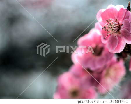 三月盛開的紅梅“湖南松木” 121601221