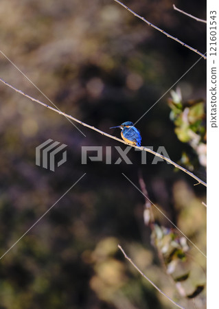 Kingfisher perching on a branch 121601543