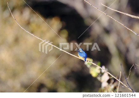 Kingfisher perching on a branch Kingfisher perching on a branch 121601544
