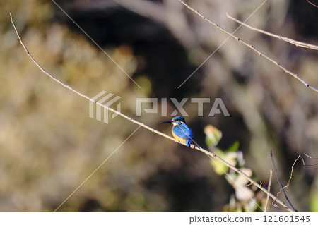 Kingfisher perching on a branch Kingfisher perching on a branch 121601545