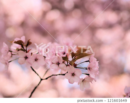 「千田屋」是四月盛開的可愛的粉紅色櫻花。 121601649