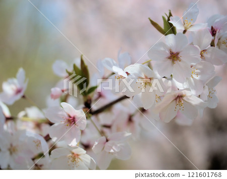 四月盛開的粉紅櫻花“染井吉野” 121601768