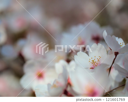 Pink cherry blossoms blooming in April: Somei Yoshino 121601769