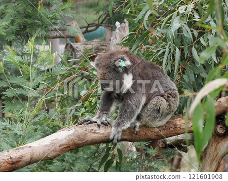 Koalas at the Koala Conservation Reserve, Victoria, Australia Koalas at the Koala Conservation Reserve, Victoria, Australia 121601908
