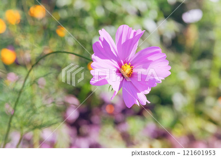 Cosmos in meadow. Purple flowers background. Romantic blooming flowers. Cottage garden. Cosmos in meadow. Purple flowers background. Romantic blooming flowers. Cottage garden. 121601953