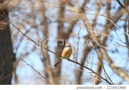 鳥(伯勞鳥) 鳥(伯勞鳥) 121601966