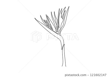 Single one line drawing beauty fresh strelitzia for home art wall decor poster print. Decorative bird of paradise flower concept for green park. Continuous line draw design graphic vector illustration Single one line drawing beauty fresh strelitzia for home art wall decor poster print. Decorative bird of paradise flower concept for green park. Continuous line draw design graphic vector illustration 121602147
