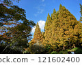 Ginkgo billy in the blue sky 121602400