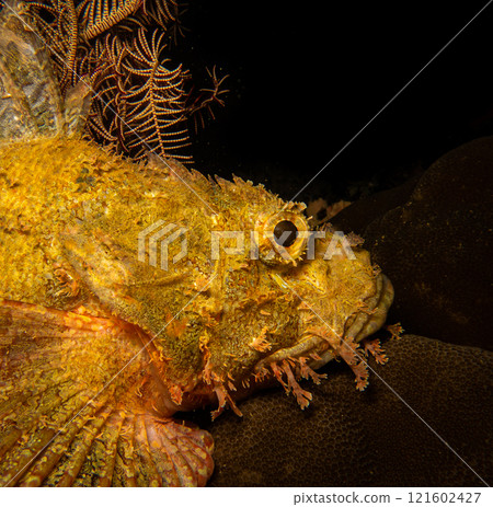 A closeup shot of the head of a scorpionfish, found at a Puerto Galera wreck dive in the Philippines A closeup shot of the head of a scorpionfish, found at a Puerto Galera wreck dive in the Philippines 121602427