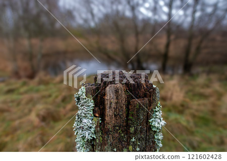 A wooden pole covered with moss. Blurry background, shallow depth of field A wooden pole covered with moss. Blurry background, shallow depth of field 121602428