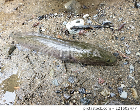 一種可食用的魚，稱為 karumchito 或黑魚。 121602477