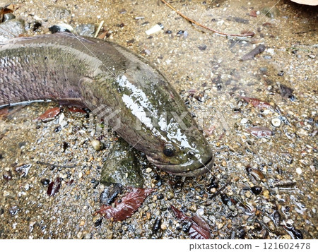 一種可食用的魚，稱為 karumchito 或黑魚。 121602478