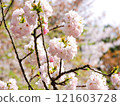 春天美麗的重瓣櫻花 121603728