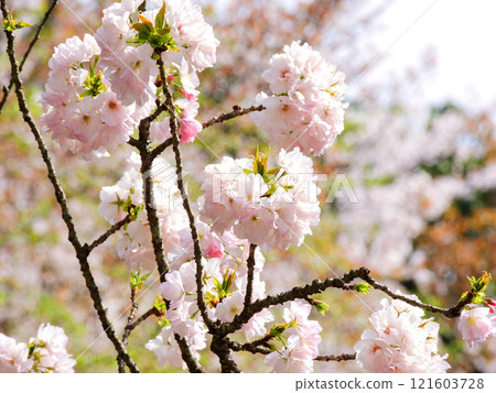 春天美麗的重瓣櫻花 121603728
