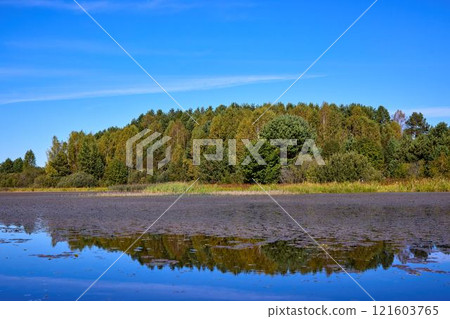 Calm Water Surface with Algae and Tree Reflections Calm Water Surface with Algae and Tree Reflections 121603765