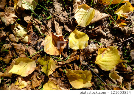 Autumn leaves scattered on the ground. Warm palette of earthy tones. Autumn leaves scattered on the ground. Warm palette of earthy tones. 121603834