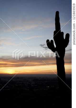 A silhouette of a cactus towering towards the first sunrise A silhouette of a cactus towering towards the first sunrise 121603919