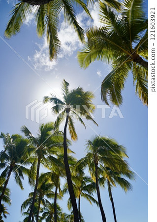 Palm trees shining in the blue sky Palm trees shining in the blue sky 121603921