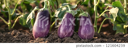 Eggplants on the plantation are maturing beautifully, their glossy skins gleaming under the sun. the lush, abundant plants promise a rich and hearty harvest, banner 121604239