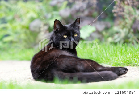 Close-up of a black cat lying in the garden Close-up of a black cat lying in the garden 121604884